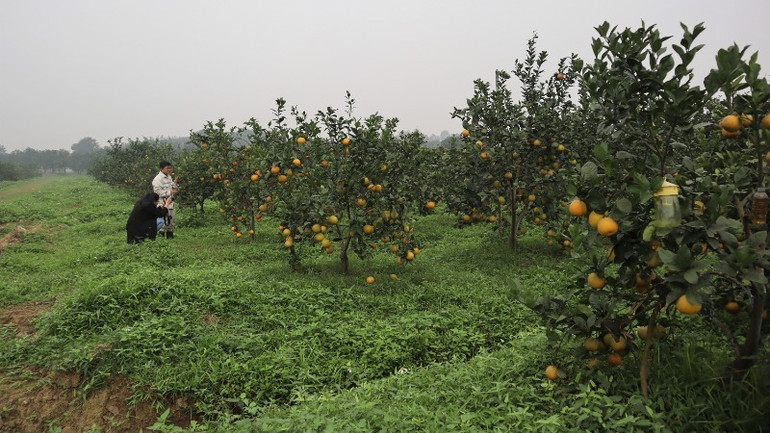 Hầu hết, khi mua cam, khách hàng đều đến để chọn và hái tại vườn. Hầu hết, khi mua cam, khách hàng đều đến để chọn và hái tại vườn.