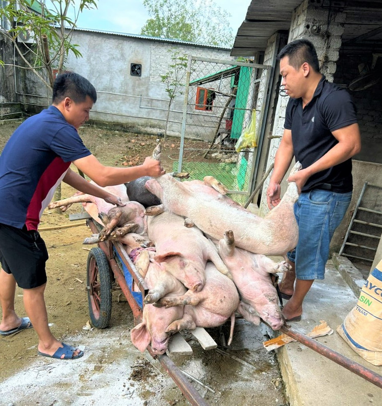 Người dân đưa lợn bị mắc bệnh đi tiêu hủy theo quy định.