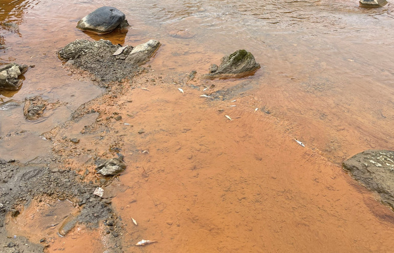 Rất nhiều cá bị chết, dạt vào bờ suối.