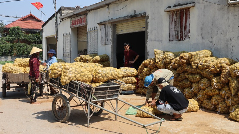 Một điểm tập kết, thu mua khoai tây trên địa bàn huyện Diễn Châu.