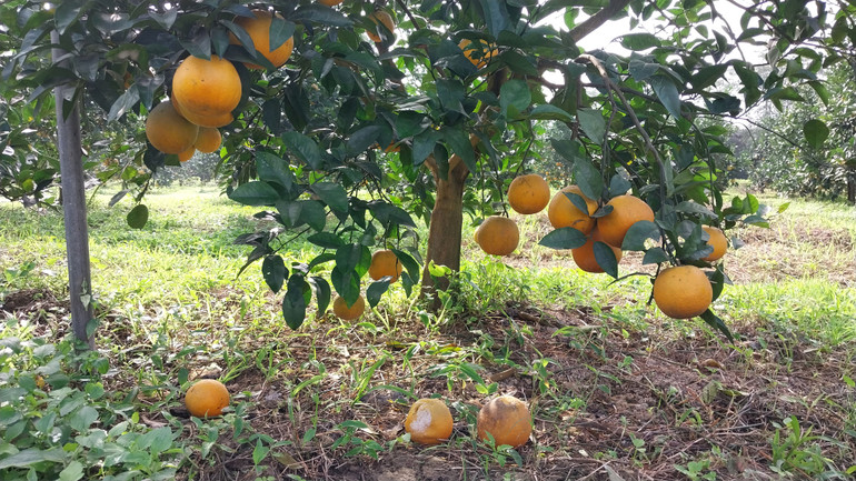 Không bị rụng nhiều như cam của các hộ gia đình trong làng, nhưng cam của trang trại này cũng bị rụng đáng kể.