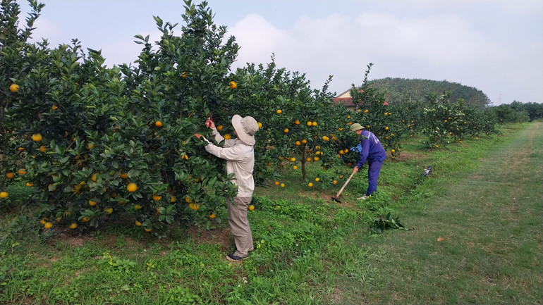 Với 4.000 gốc, trang trại này dự kiến thu hoạch khoảng 20 tấn quả.