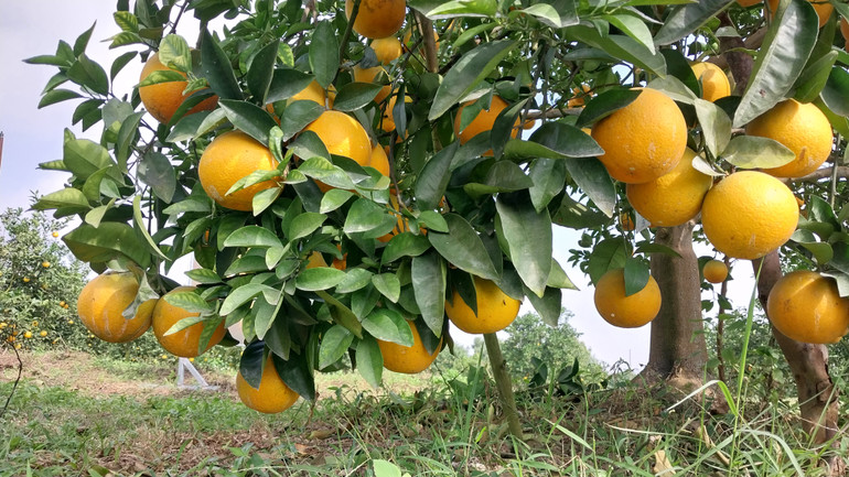 Có những cây mang lại cho người dân khoảng 15 triệu đồng.