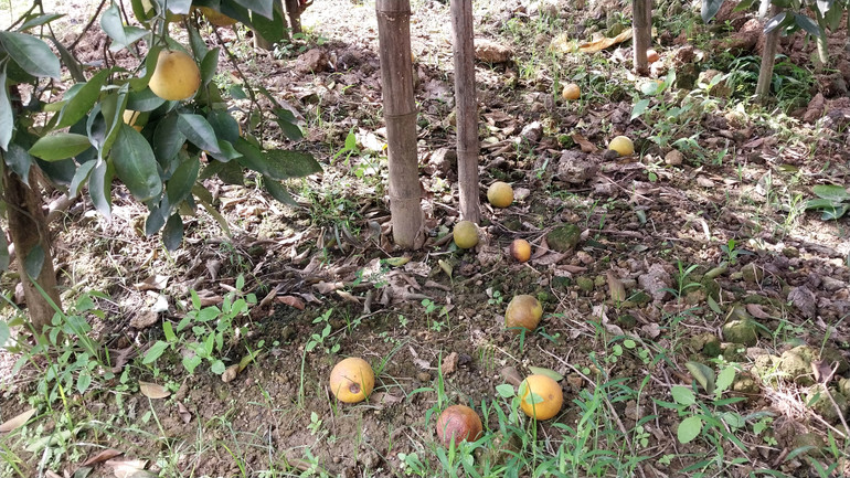 “Từ lúc trồng cam tới giờ, chưa có năm nào mà cam rụng nhiều đến thế”, ông Hạnh chia sẻ.