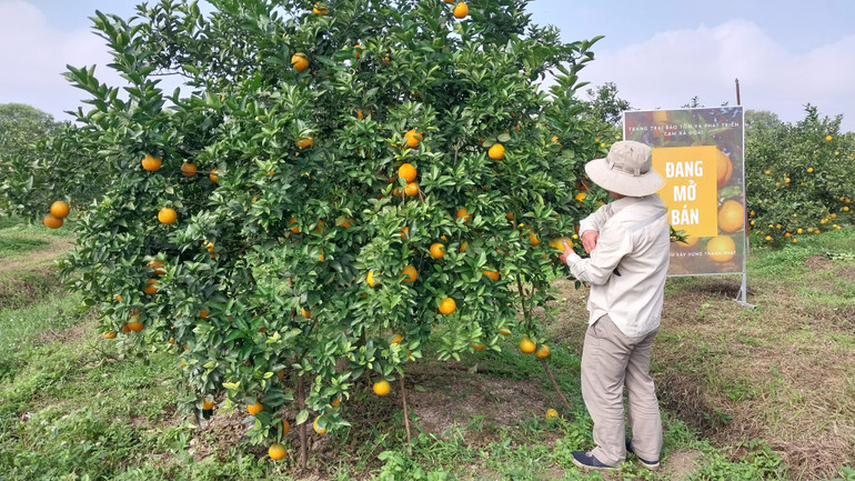 Thời điểm này, nhiều cây đã được khách hàng đến đặt mua, chờ đến Tết để hái làm quà biếu, đồ lễ.
