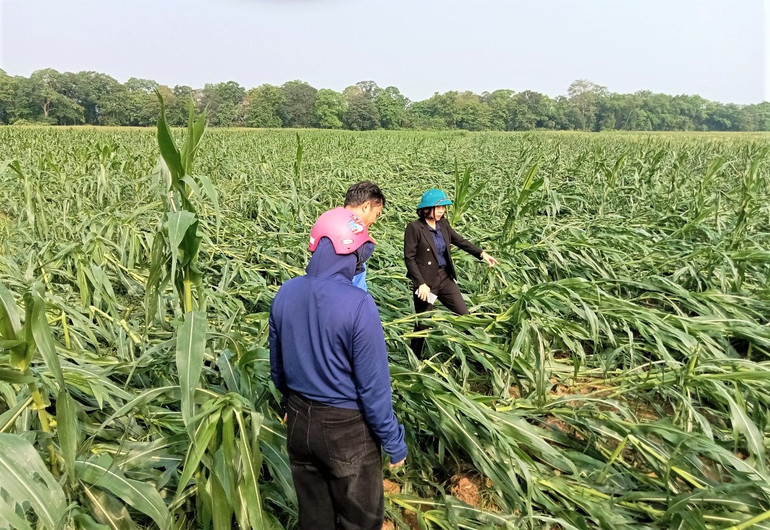 Hàng trăm ha ngô sắp đến ngày thu hoạch bị đổ rạp, hư hỏng hoàn toàn. (Ảnh: CTV) Hàng trăm ha ngô sắp đến ngày thu hoạch bị đổ rạp, hư hỏng hoàn toàn. (Ảnh: CTV)