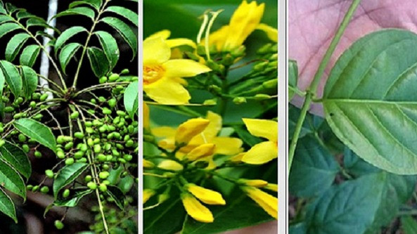 Lá ngón chứa thành phần alkaloid có độc tính cao. Người ăn lá ngón thường bị ngộ độc rất nhanh, nghiêm trọng và dễ dẫn đến tử vong. Lá ngón chứa thành phần alkaloid có độc tính cao. Người ăn lá ngón thường bị ngộ độc rất nhanh, nghiêm trọng và dễ dẫn đến tử vong.