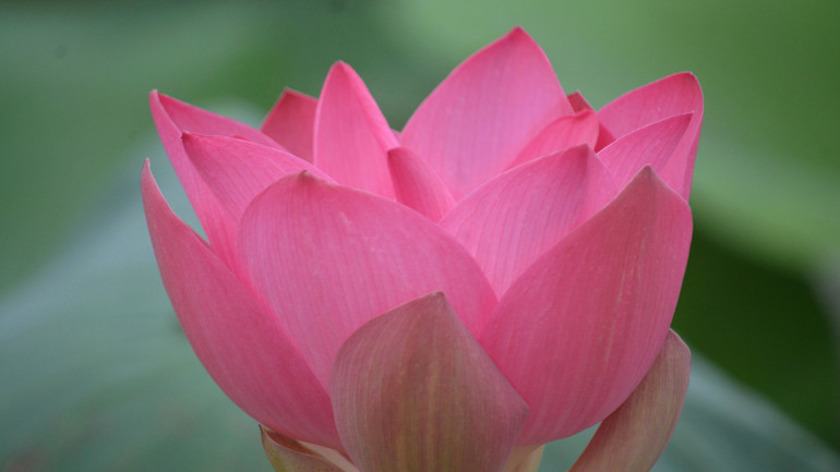 Cánh sen mỏng manh, xếp chồng lên nhau, lặng lẽ tỏa hương thơm thanh khiết.