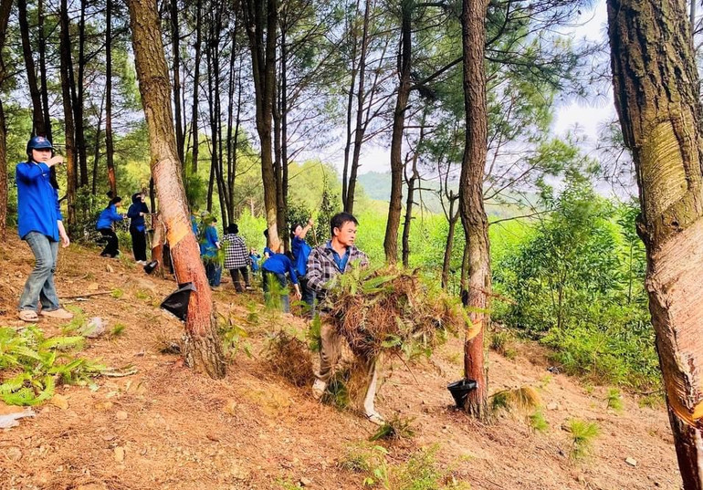 Lực lượng đoàn viên thanh niên ra quân xử lý thực bì khu vực rừng thông trên địa bàn huyện Yên Thành.