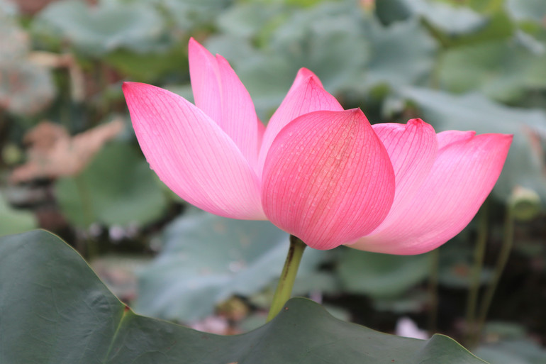 Cánh sen mỏng manh, xếp chồng lên nhau, lặng lẽ tỏa hương thơm thanh khiết. Cánh sen mỏng manh, xếp chồng lên nhau, lặng lẽ tỏa hương thơm thanh khiết.