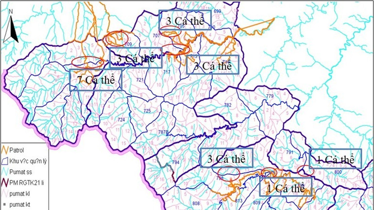 Bản đồ thể hiện vị trí lợn rừng chết.