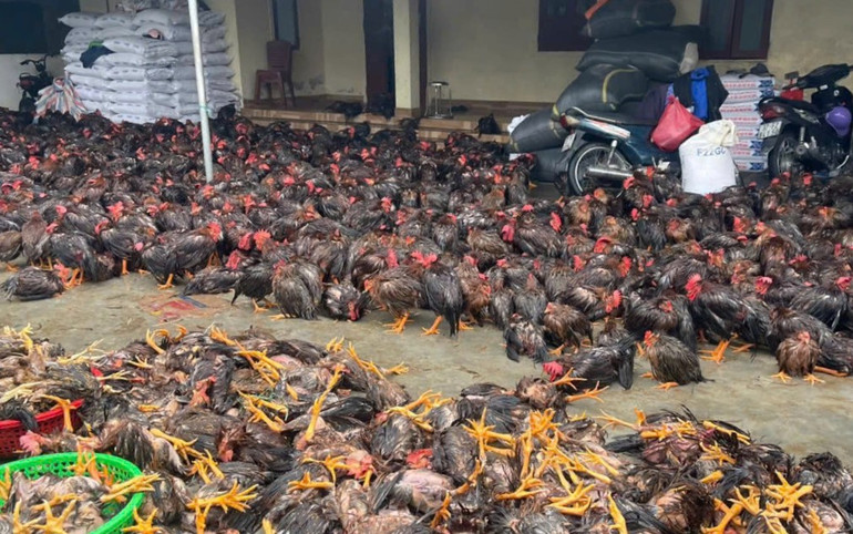 Số còn lại của trang trại ông Tâm bị ngâm nước nên ủ rũ, khả năng sống sót kém.