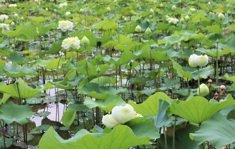 Hiện nay, người dân nơi đây đang trồng khoảng 20 giống sen các loại, phục vụ nhiều mục đích khác nhau. Loại sen lấy hoa, sen lấy lá, sen lấy hạt, sen lấy ngó… Hiện nay, người dân nơi đây đang trồng khoảng 20 giống sen các loại, phục vụ nhiều mục đích khác nhau. Loại sen lấy hoa, sen lấy lá, sen lấy hạt, sen lấy ngó…