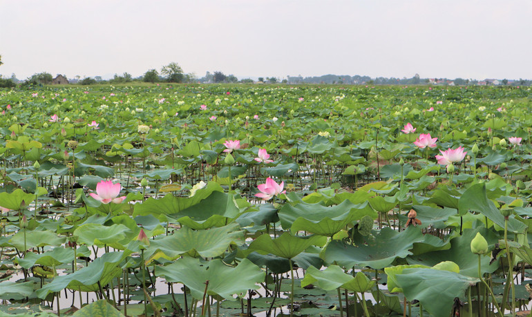 Các đầm sen nở hoa khoe sắc, thơm ngát, nối dài từ quê nội Làng Sen sang Hoàng Trù quê ngoại của Bác. Các đầm sen nở hoa khoe sắc, thơm ngát, nối dài từ quê nội Làng Sen sang Hoàng Trù quê ngoại của Bác.