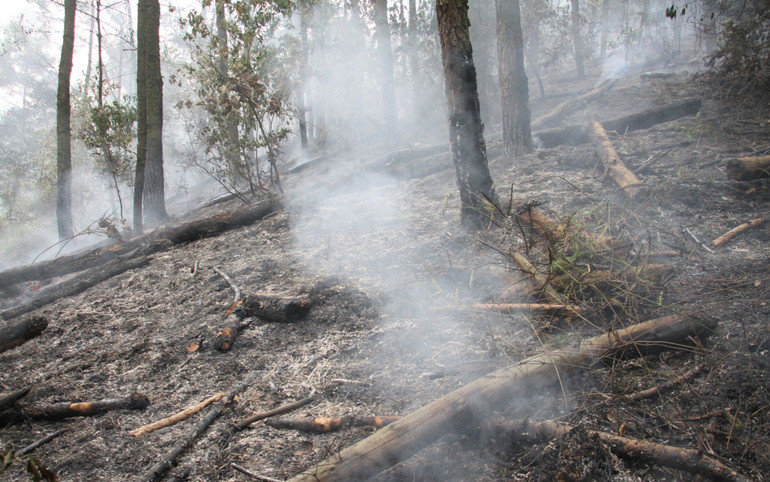 Ước tính có khoảng 8,5ha rừng bị thiệt hại.