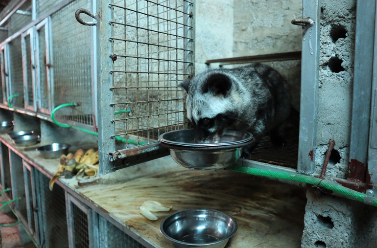 Thức ăn của chồn hương chủ yếu là chuối và cháo.