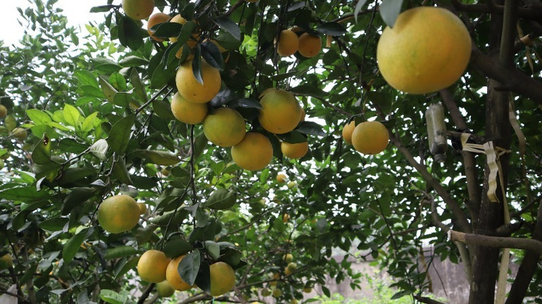 Cam Xã Đoài được tôn lên hàng thượng đẳng các loài cam bởi chính hương vị của nó. Cam Xã Đoài được tôn lên hàng thượng đẳng các loài cam bởi chính hương vị của nó.