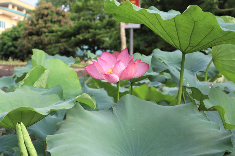 Một đóa sen hồng e ấp, khiêm nhường nép mình dưới tán lá. Một đóa sen hồng e ấp, khiêm nhường nép mình dưới tán lá.