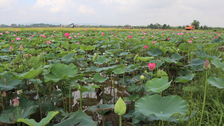 Những năm gần đây, diện tích trồng sen ở xã Kim Liên được mở rộng đáng kể.