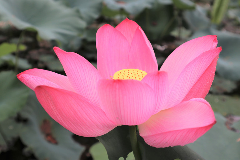 Hoa sen đại diện cho sự thanh tao, thuần khiết cùng với tinh thần kiên cường, vượt lên khó khăn của con người Việt Nam và còn tượng trưng cho nét văn hóa phương Đông và Phật giáo. Hoa sen đại diện cho sự thanh tao, thuần khiết cùng với tinh thần kiên cường, vượt lên khó khăn của con người Việt Nam và còn tượng trưng cho nét văn hóa phương Đông và Phật giáo.