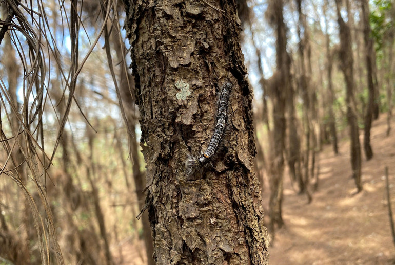 Dự báo cuối tháng 9/2024, sâu róm thông thế hệ IV/2024 sẽ phát sinh và có nguy cơ lan rộng.