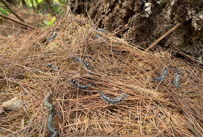 Sâu róm non thế hệ III/2024 phát triển mạnh.