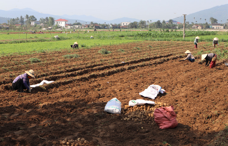 Vụ Đông năm 2024-2025, toàn huyện Diễn Châu trồng hơn 60ha khoai tây.