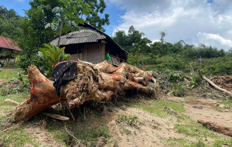 Một gốc cây lớn bị nước cuốn trôi về khu vực người dân sinh sống. (Ảnh: CSCC)