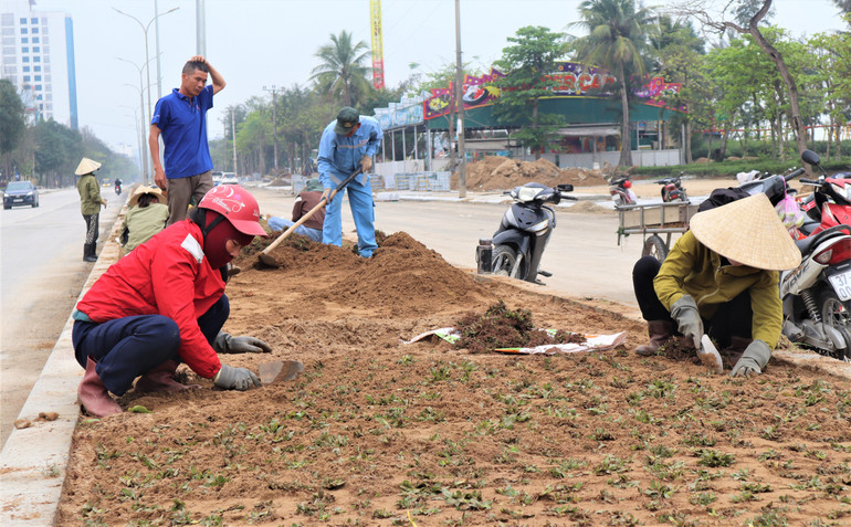 Công nhân thảm cỏ trên bồn hoa dải phân cách giữa.