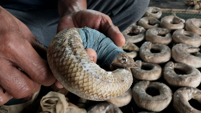 Cùng với cá thu, cá mối (cá Thửng) cũng được tiêu thụ nhiều vào dịp Tết. Mỗi kg cá mối hấp thường có giá dao động từ 100-130 nghìn đồng.