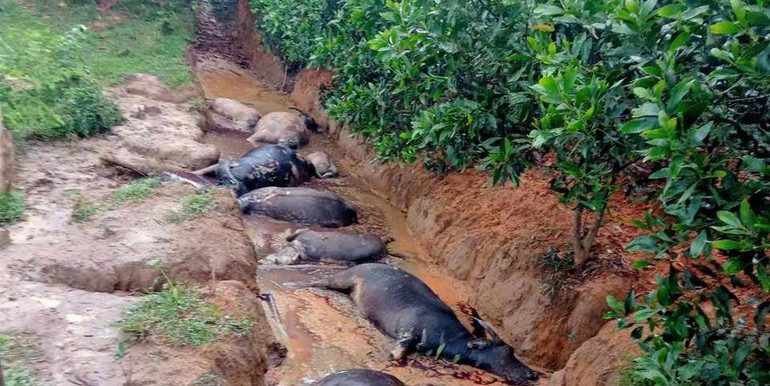 Đàn trâu 8 con của gia đình ông Thúy nghi bị sét đánh chết. Ảnh: CTV