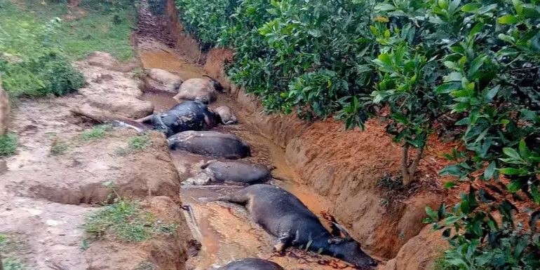 Đàn trâu 8 con của gia đình ông Thúy nghi bị sét đánh chết. Ảnh: CTV Đàn trâu 8 con của gia đình ông Thúy nghi bị sét đánh chết. Ảnh: CTV