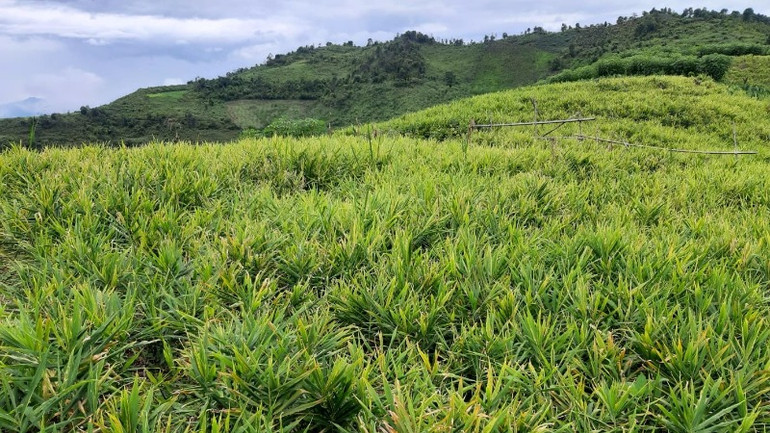 Toàn huyện Kỳ Sơn có khoảng 800ha gừng, năng suất bình quân từ 9-10 tấn/ha.