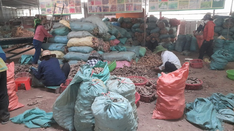 Gừng là cây trồng chủ lực ở các xã rẻo cao huyện Kỳ Sơn nên khi bị rớt giá, tác động rất lớn đến đời sống bà con người đồng bào dân tộc thiểu số sinh sống nơi đây. (Ảnh: CTV)