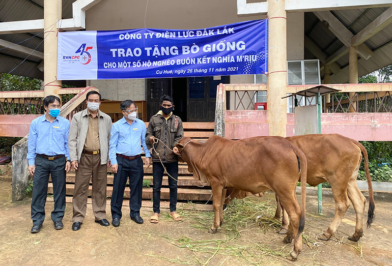 Công ty Điện lực Đắk Lắk trao tặng bò sinh sản cho các hộ nghèo buôn M'riu, xã Cư Huê, huyện Ea Kar. Công ty Điện lực Đắk Lắk trao tặng bò sinh sản cho các hộ nghèo buôn M'riu, xã Cư Huê, huyện Ea Kar.
