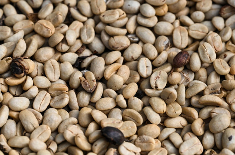 Hạt cà-phê được phơi tại nông trại ở Miranda, Venezuela. (Ảnh: AFP/TTXVN)