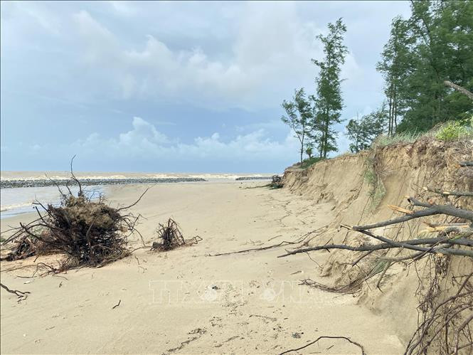 Bờ biển thuộc các thôn Tân Ninh Châu và Hội Tiến (xã Xuân Hội) bị sạt lở.