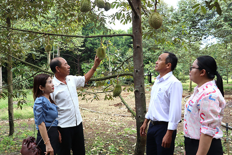 Vườn trái cây của gia đình ông Trịnh Cao Khải, phường Xuân Lập, thành phố Long Khánh.