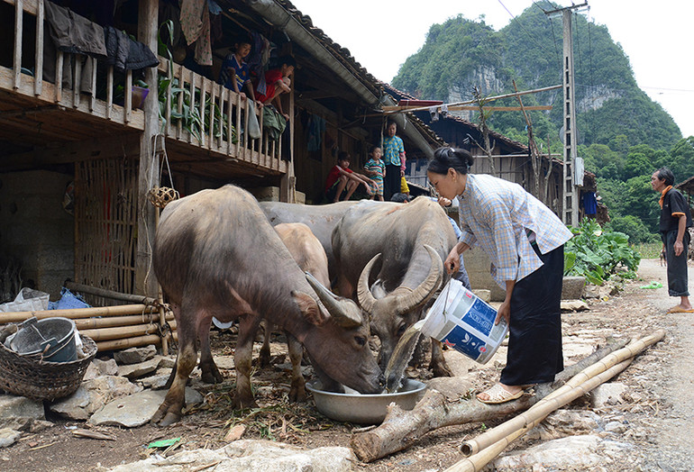 Phụ nữ xã Nội Thôn, huyện Hà Quảng, tỉnh Cao Bằng chăm sóc đàn gia súc. (Ảnh: DUY LINH)