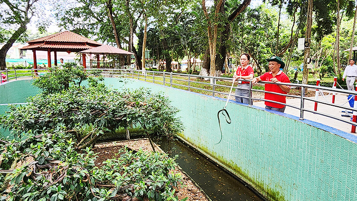 Theo dõi sự phát triển của rắn.