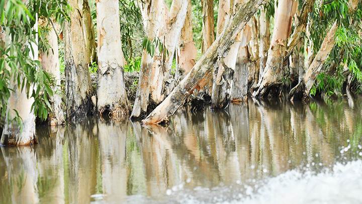 Những gốc cây tràm mầu xám sáng in trên mặt nước.