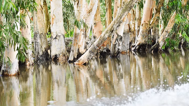Những gốc cây tràm mầu xám sáng in trên mặt nước.