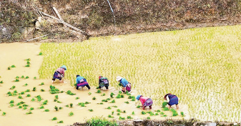 Người dân địa phương gieo trồng vụ lúa mới. Người dân địa phương gieo trồng vụ lúa mới.