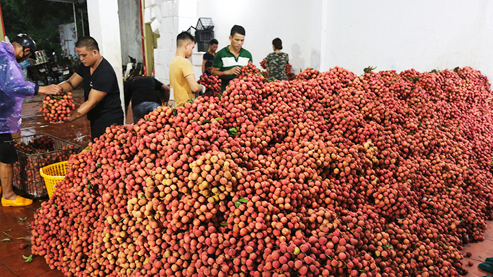 Điểm thu mua vải đêm ở xã Biên Sơn bình quân 20 tấn/ngày bán tại thị trường trong nước.