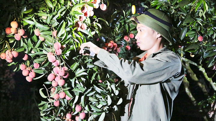 Thu hoạch vải đêm