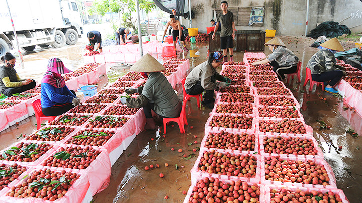 Điểm đóng vải thiều xuất khẩu của hộ ông Đinh Văn Nuôi xã Phượng Sơn.