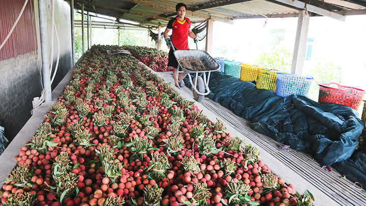 Lò sấy vải ở xã Phượng Sơn.