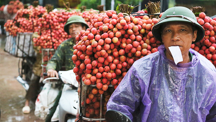Chở vải vào điểm cân.
