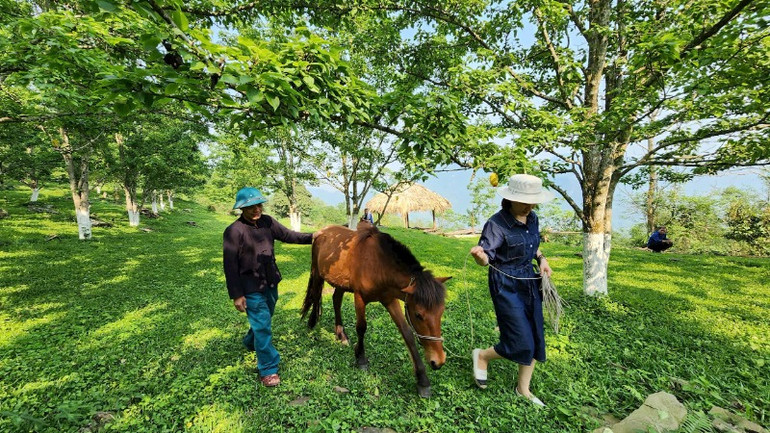 Mô hình trồng lê trên núi đá kết hợp du lịch cộng đồng tại xã Hồng Thái, huyện Na Hang, tỉnh Tuyên Quang.