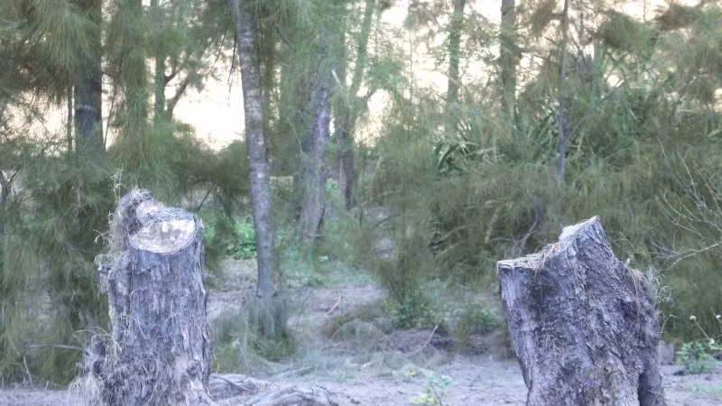 Nhiều cây phi lao hàng chục năm tuổi chắn gió bão ven biển bị chặt phá trái phép ở xã Hòa Trạch, tỉnh Quảng Trị.